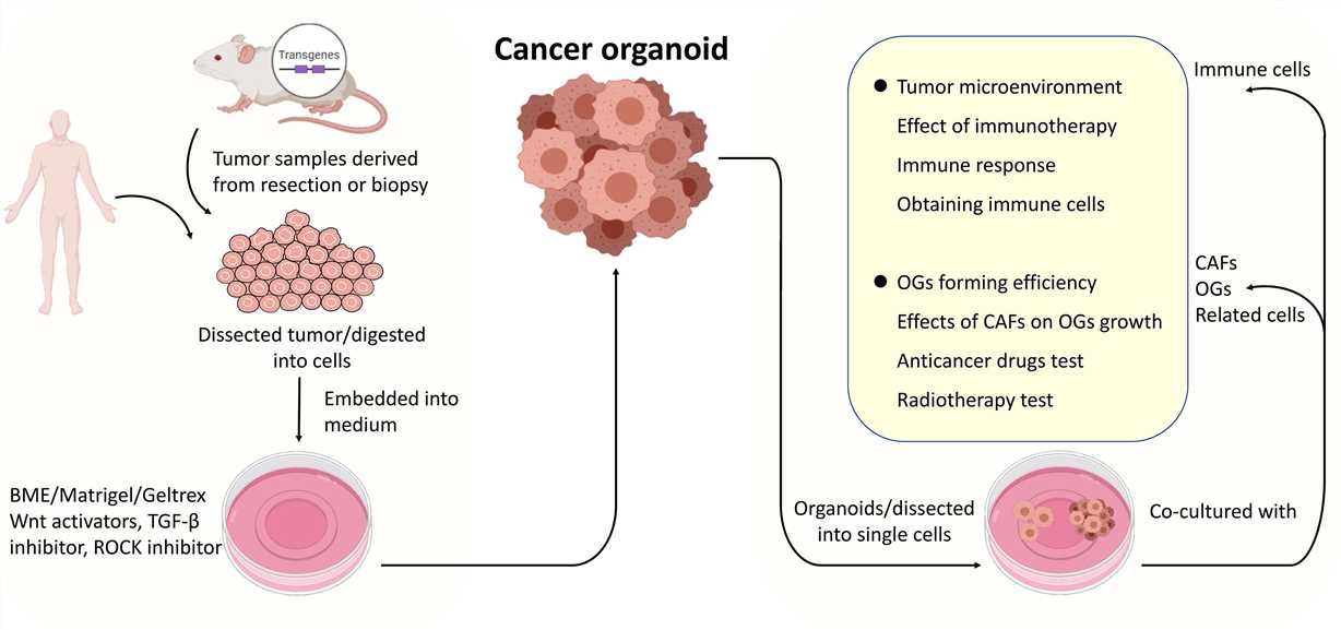 Fig 1. Schematic of cancer organoids and co-culture system.