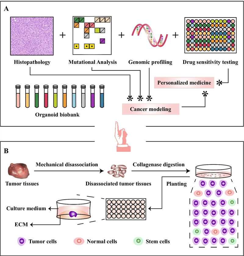 Fig 1. Workflow of PDO generation.