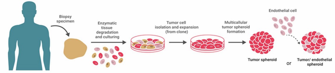 Fig 1. Patient-derived tumor spheroids and assembling.