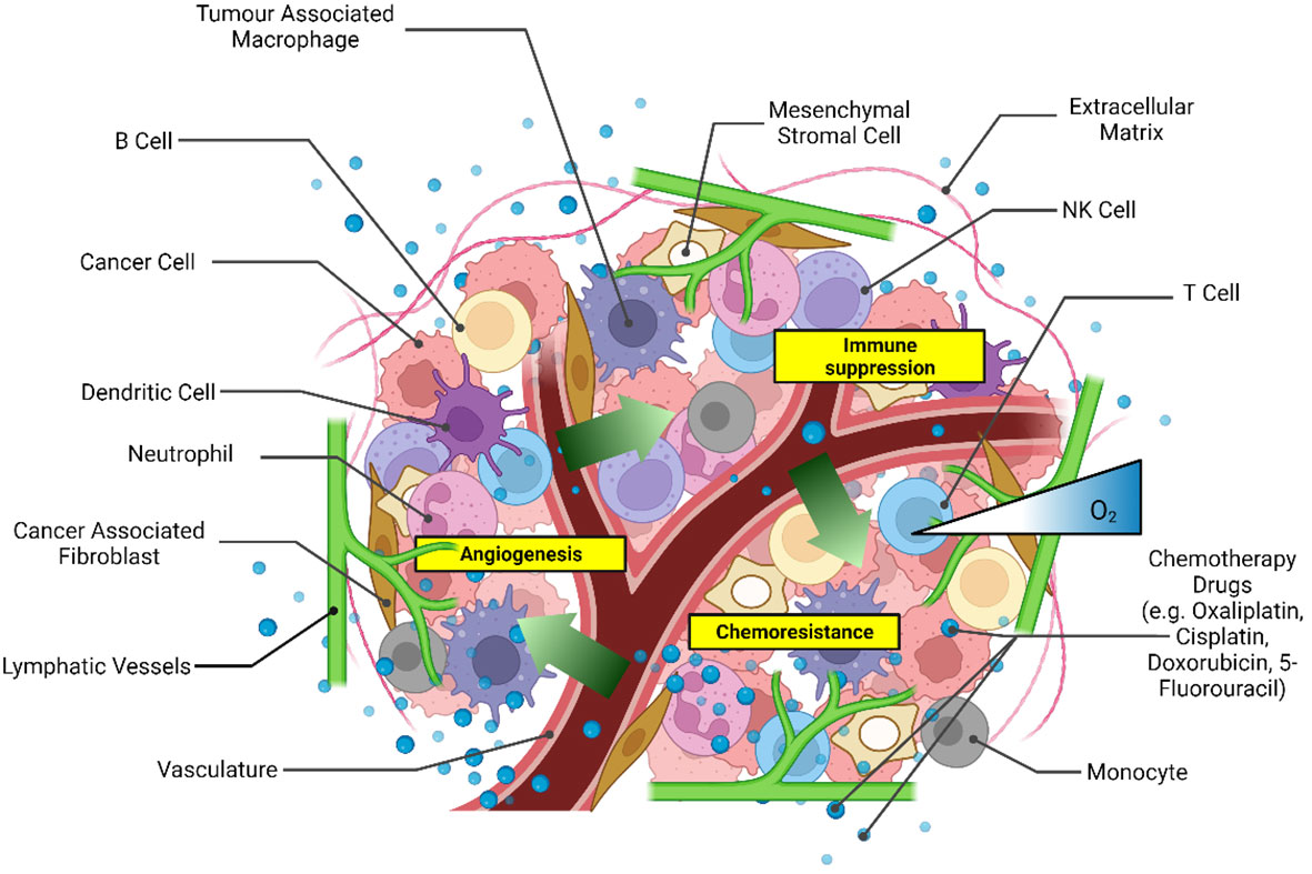 Fig 1. Diagram illustrating key components of the tumor microenvironment replicated in CRC spheroid models.