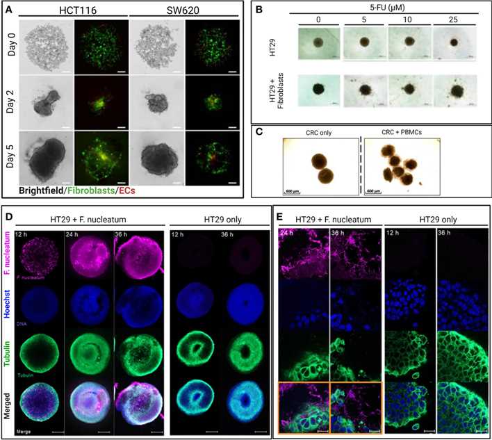 Fig 2. Images representing CRC models.
