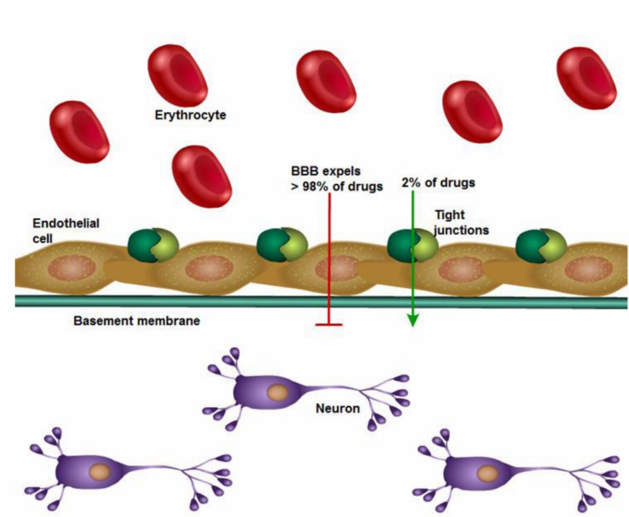 Fig 1. Illustration of BBB permeability for chemical substance.