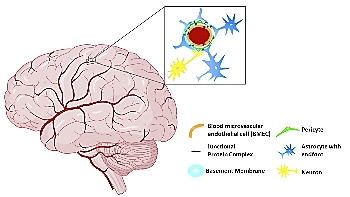 Fig 1. 3D BBB diagram.