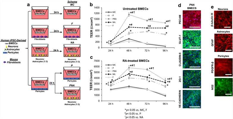 Fig 2. Co-culture of BMEC model. 
