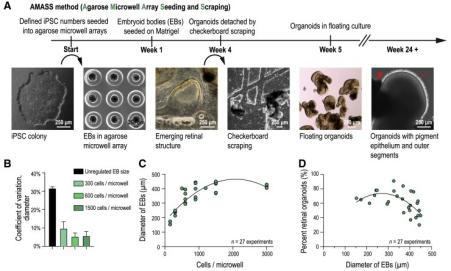 Mass-produced multilayered human retinal organoids.