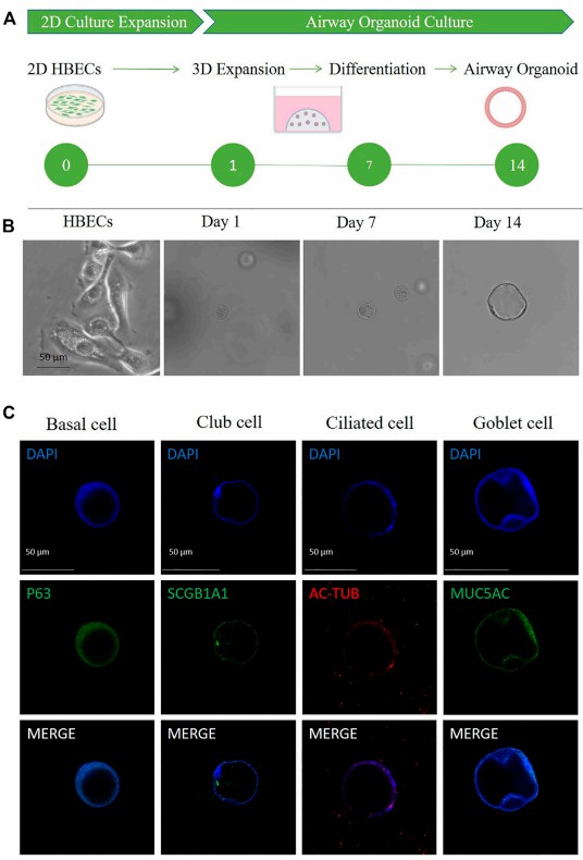 Detailed Characterization and Analysis of a Three-Dimensional Airway Model.