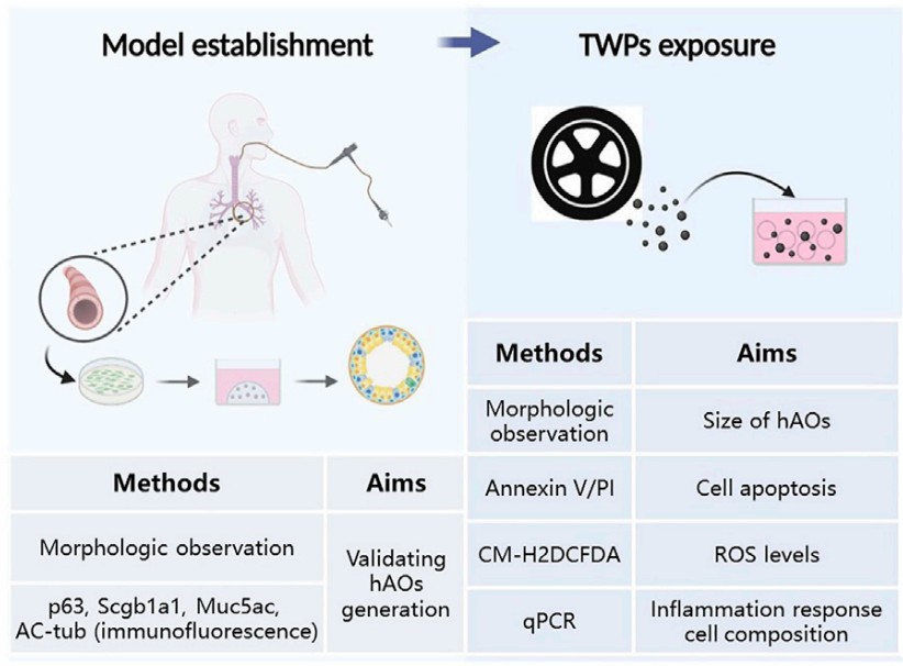 An illustration of assessing the inhalation toxicity of tire wear particles via a 3D airway model.