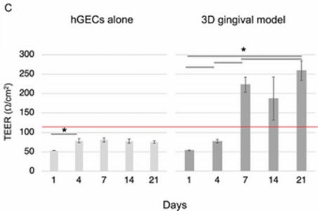 Measurement of epithelial transmembrane resistance was carried out via a 3D gingival tissue model.