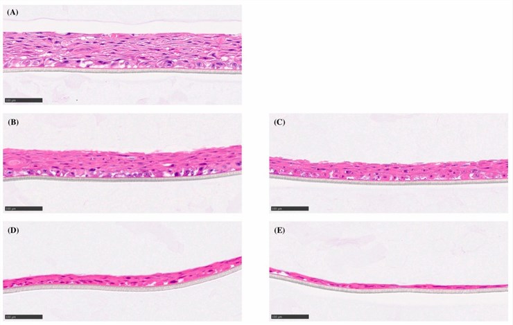 Pathological staining of 3D oral tissue models after exposure to graded concentrations of agents. (Aizawa, 2023)