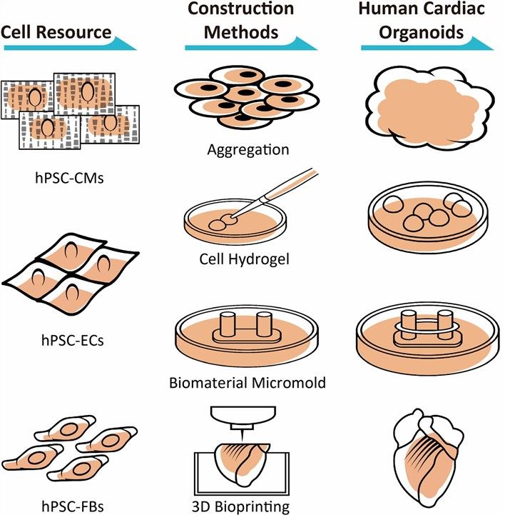 Methodologies for Construction and Applications of Human Cardiac Organoids. 