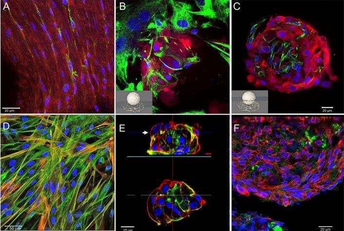 mmunohistochemical characterization of tissue, 2D-, and 3D-cultures. 