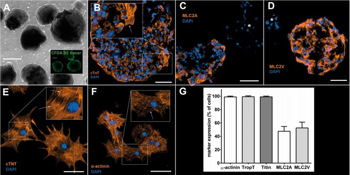 Cardiac bodies and cardiomyocytes derived from murine iPSCs. 