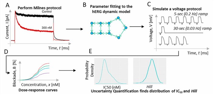 Diagram of using modeling and simulation to illustrate protocol-dependent changes in hERG potency estimation. 