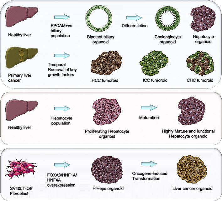 Biliary organoids from patient liver tissue, being proliferating and bipotent, can be cultured as an expandable cell source and differentiated into cholangiocytes or hepatocytes. 