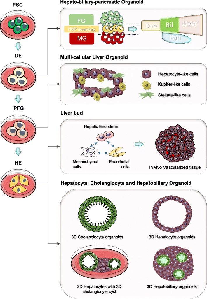 PSC-derived liver organoids.