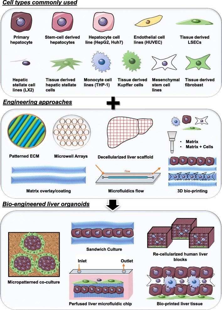 Different parenchymal and non-parenchymal liver cell types have been employed with a variety of engineering tools to create bio-engineered liver organoids.