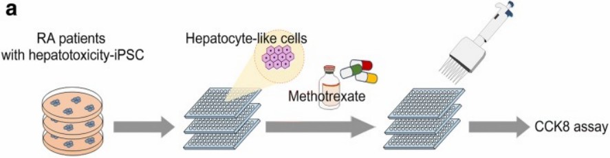 Cytotoxicity Evaluation Employing Hepatocyte-Like Cells Treated with MTX for Six Days. 
