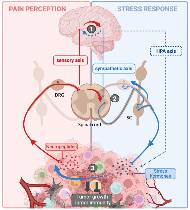 Sensitization of PSNs in TME causes local neuropeptide release. 