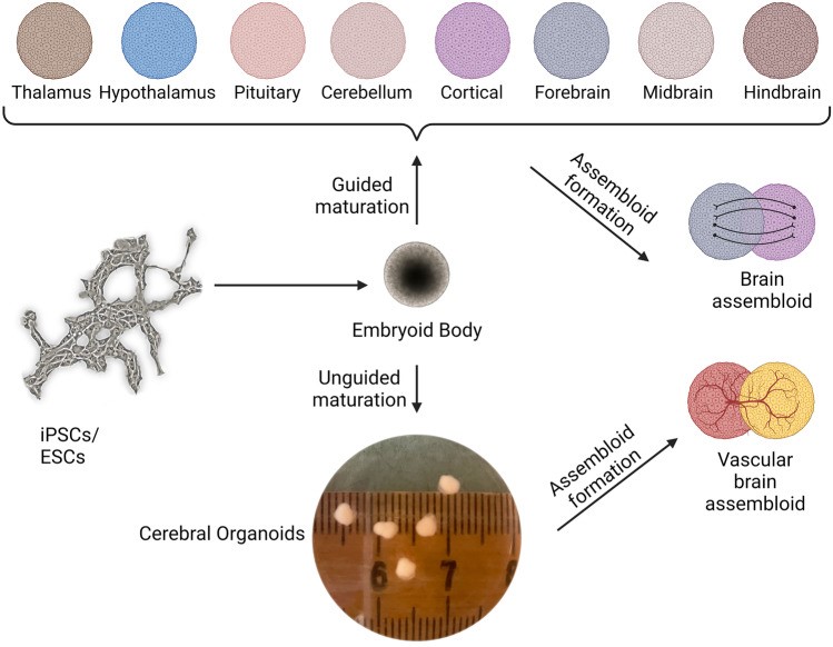 Human brain organoids of diverse types are derived from iPSCs. 