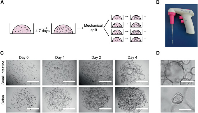 Mechanical cleavage and enlargement of human intestinal organoids. 