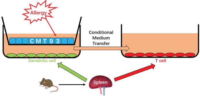 Schematic diagram of the 3D intestinal cell model. 