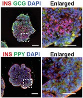 The expression of pancreatic‐lineage markers for β‐cells (INS), α‐cells (GCG) (Tao, 2022).