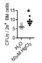 The count of CFU-Es that come from BM cells in an ex vivo setting.