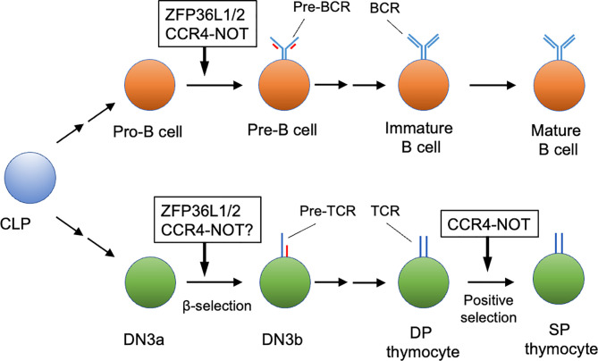 The regulation of early lymphocyte development by the CCR4 - NOT complex.