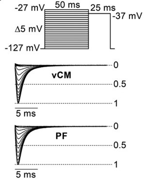 Application of Current Clamp in Cardiomyocytes.
