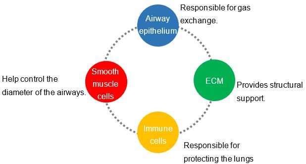3D Ex Vivo Human Tertiary or Lower Airways (Healthy) Model (Creative Biolabs Original)