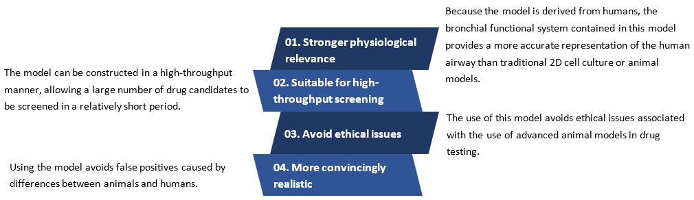 3D Ex Vivo Human Tertiary or Lower Airways (Healthy) Model (Creative Biolabs Original)