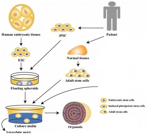 Fig 1. Organoids can be developed from variety of cells in specific 3D culture medium.