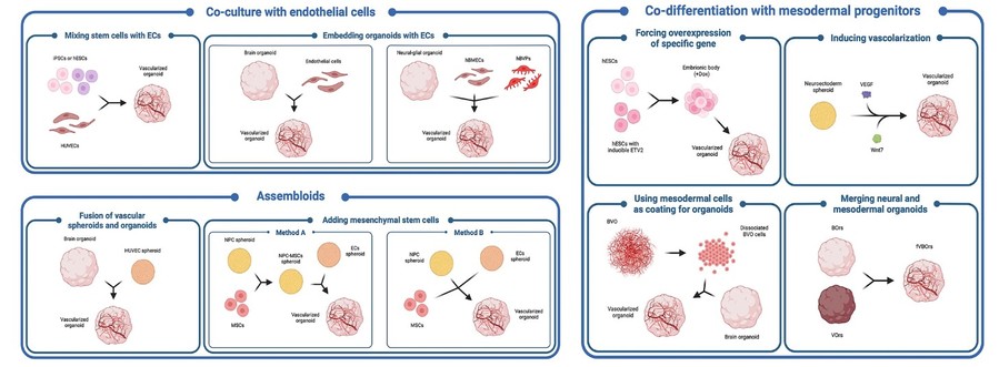Figure 2 Various method for brain organoids specification. (OA Literature)