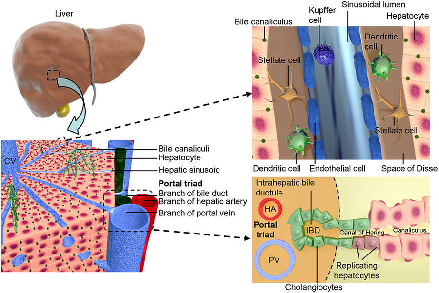 Figure.1 The structural organization of the liver. (OA Literature)