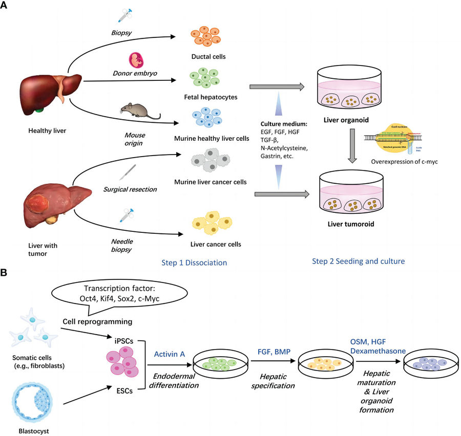 Figure 2 how to culture liver organoids (OA Literature)