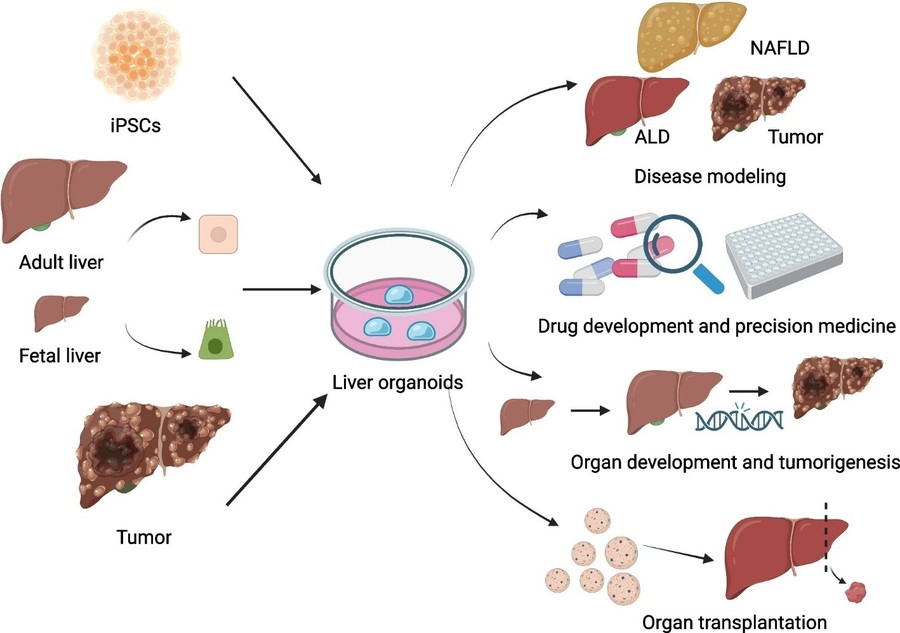 Figure 3 Various applications of liver organoids. (OA Literature)