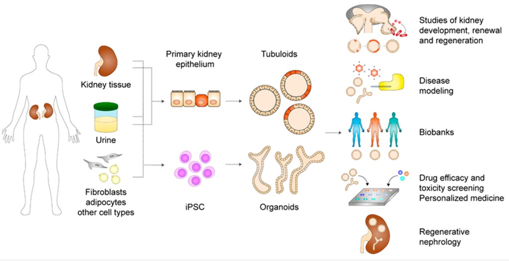 Figure.1 Development and utilization of kidney organoids derived from adult stem or progenitor cells. (OA Literature)