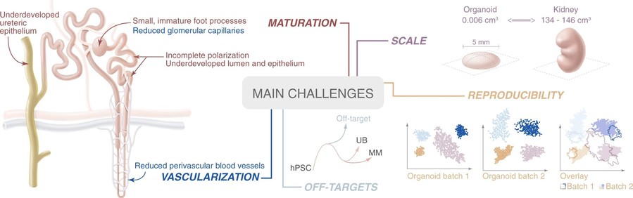 Figure.2 Addressing the challenges of kidney organoids in the field of regenerative medicine. (OA Literature)
