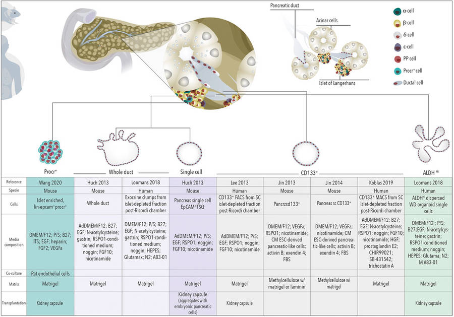 Figure 1 Organoids for regenerative medicine. Schematic representation of organoids derived from different cells of the healthy pancreas towards regenerative medicine for β cell replacement. (OA Literature)