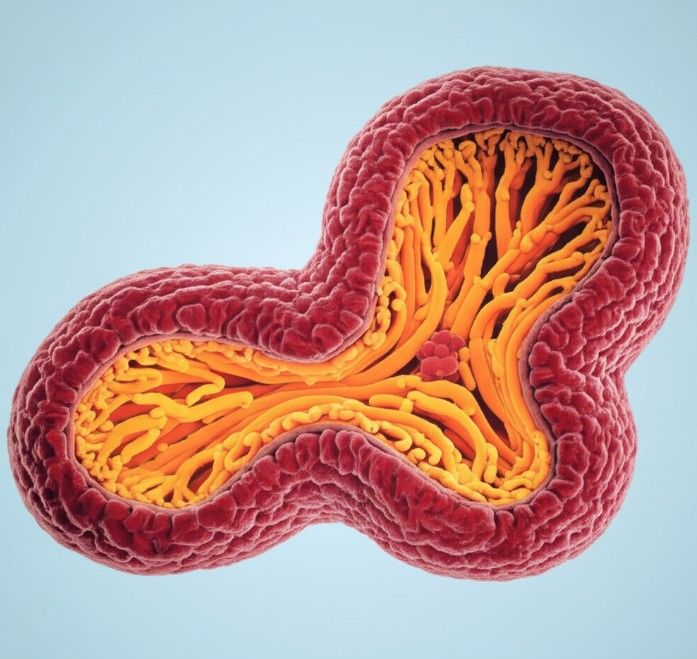 Pancreatic structure. (Creative Biolabs Original)