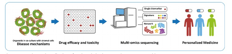 Figure 2 Generation and application of patient-derived pancreatic cancer organoids. (OA Literature)