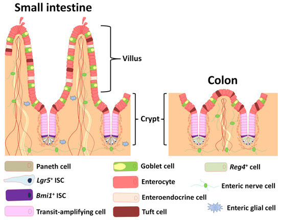 Figure 1 Illustration of the structural anatomy of the intestinal epithelium and the enteric nervous system. (OA Literature)