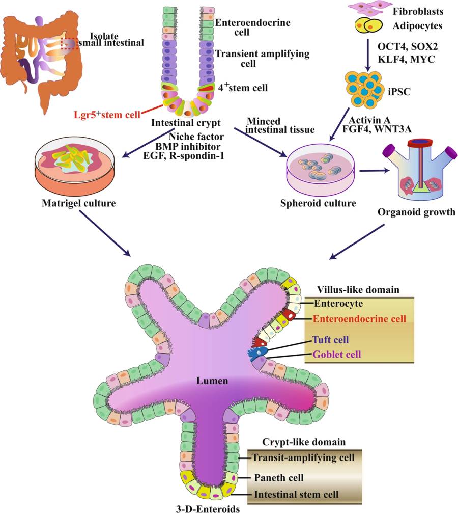 Figure 2 Overview of intestinal tissue engineering utilizing organoid technology. (OA Literature)