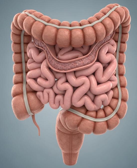 Intestinal structure (Creative Biolabs Original)