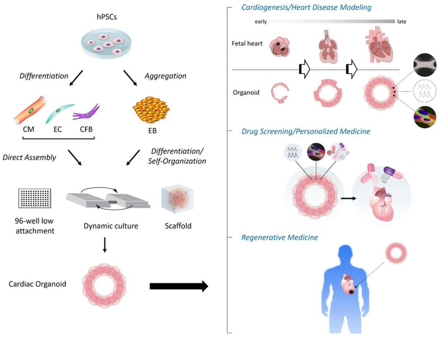 Figure 1 Uses of human cardiac organoids. (OA Literature)