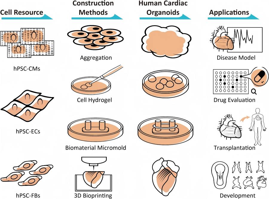 Figure 2 Methods for constructing human cardiac organoids. (OA Literature)
