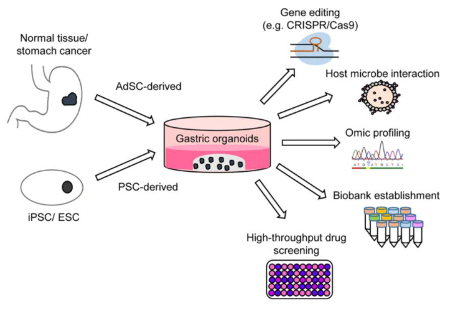 Figure 1 Development of gastric organoids. (OA Literature)