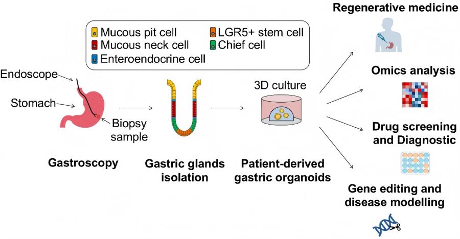 Figure 3 Potential applications of patient-derived organoids. (OA Literature)