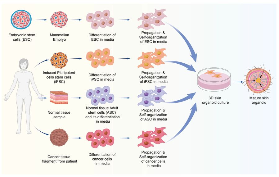Figure 1 A schematic representation of the general process of skin organoid development. (OA Literature)
