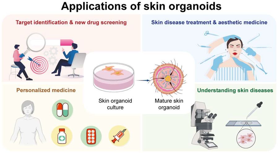 Figure 2 Applications of skin organoids: from culture to drug screening, aging research, and personalized medicine. (OA Literature)